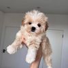 maltipoopuppies46