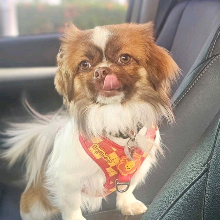 @lego.doggie
