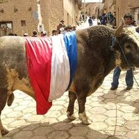 pacion.x.los.toros