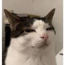 @catsaredemonic
