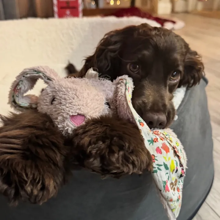 honey_the_show_cocker