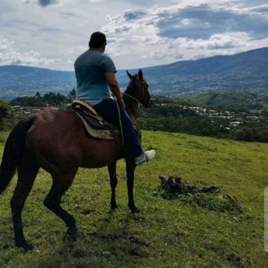 javieralexisagude