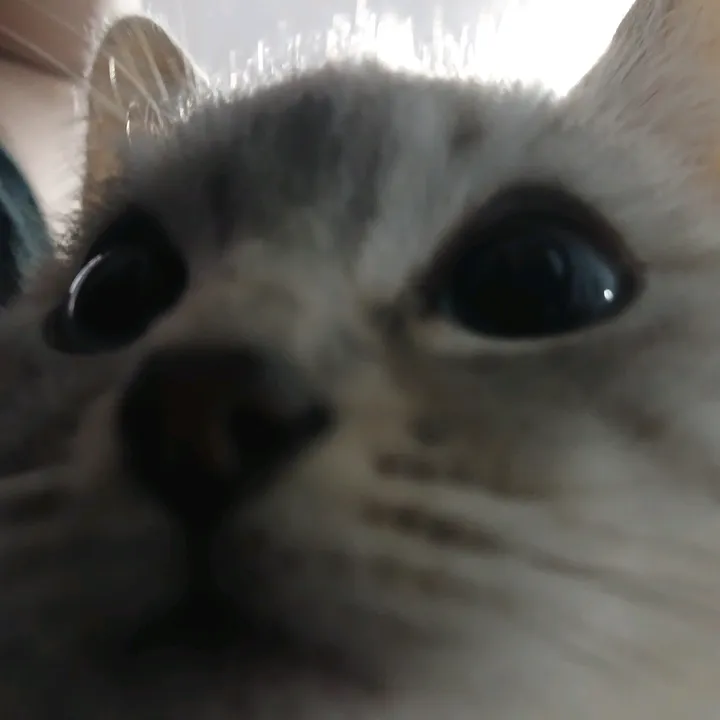 @yazchan_uwu