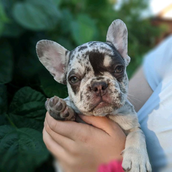 cupofpuppy