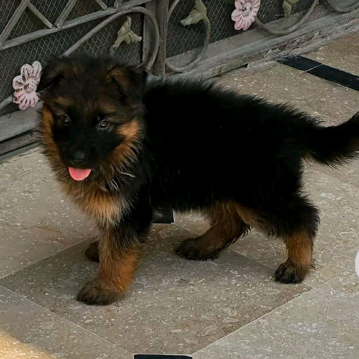 gsd_pets_family