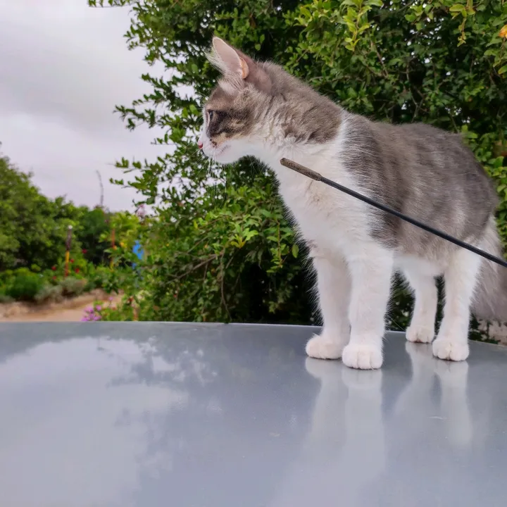 mylolacat