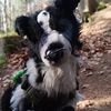 cozy_stuffed_paws