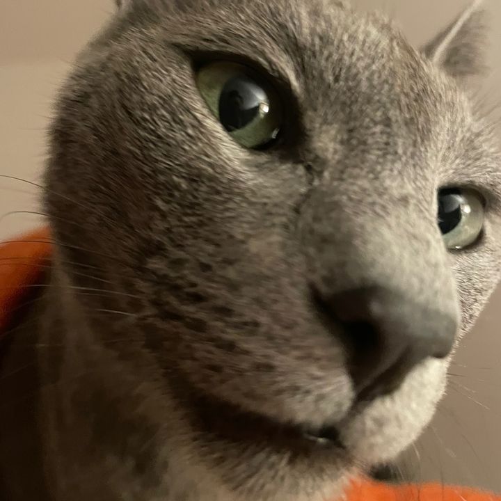 @lunaandplutoblue