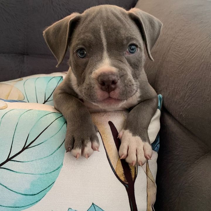 zeus.cha.ch