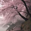 gaara_263