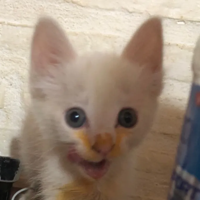 miincho