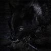 wulfsclaws