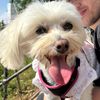 puppydogbella0