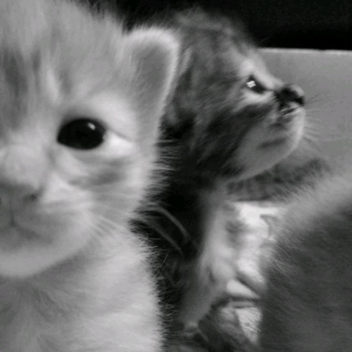 katush_kinss