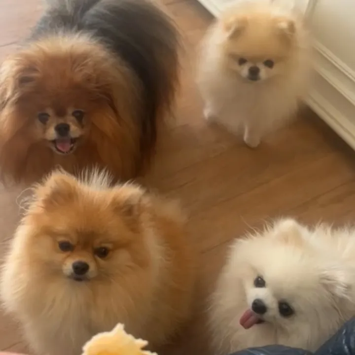 leila.s.pom