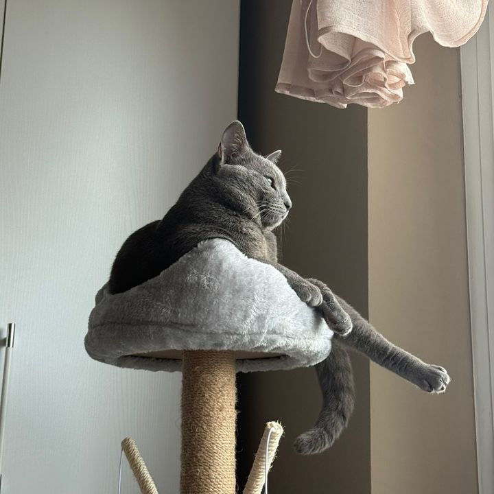 tobykitten