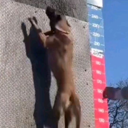 romalinois