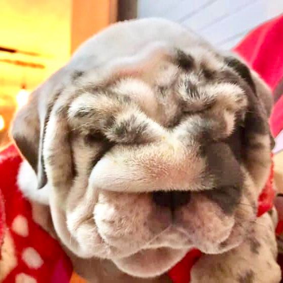 destroyers_bulldogs