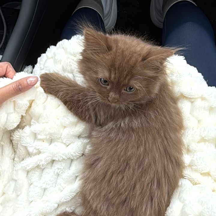 @churro_cinnamon_ragdoll