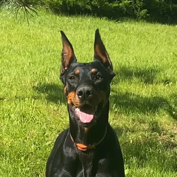dobermanshelby1