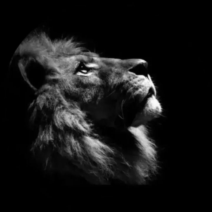 lionking__manager