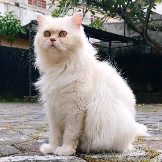 kitty_kittul