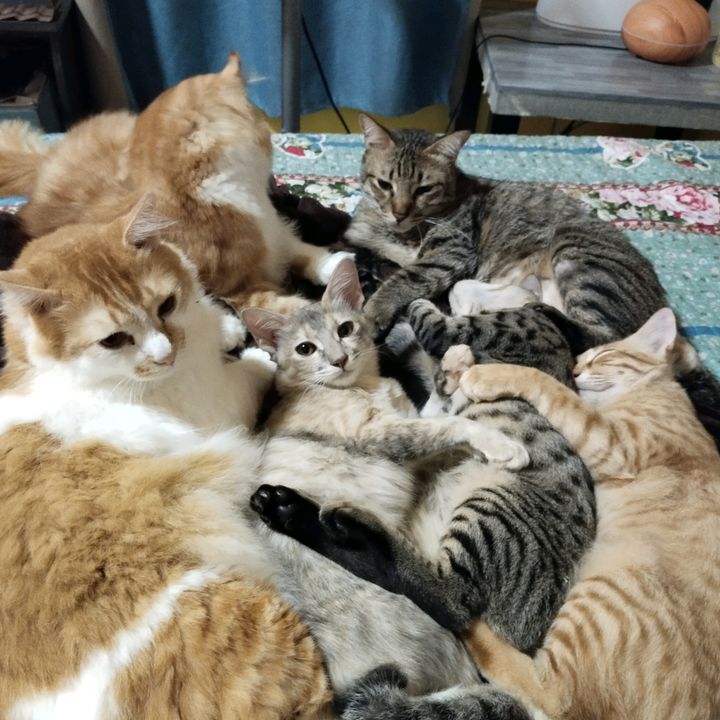 @buluskesayangan