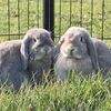 4buns_at_home