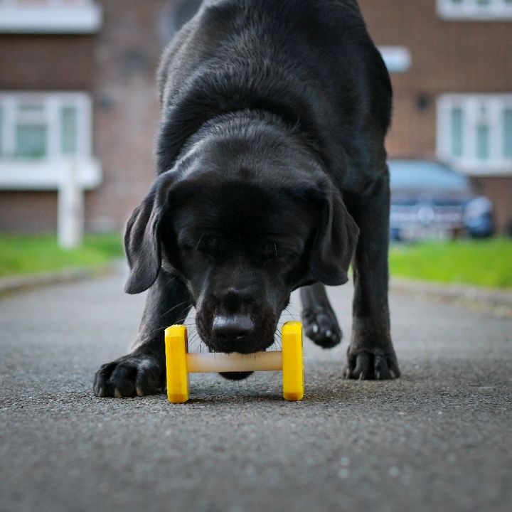 @punkstardogss