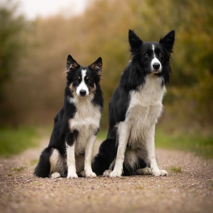 bordercolliekaz