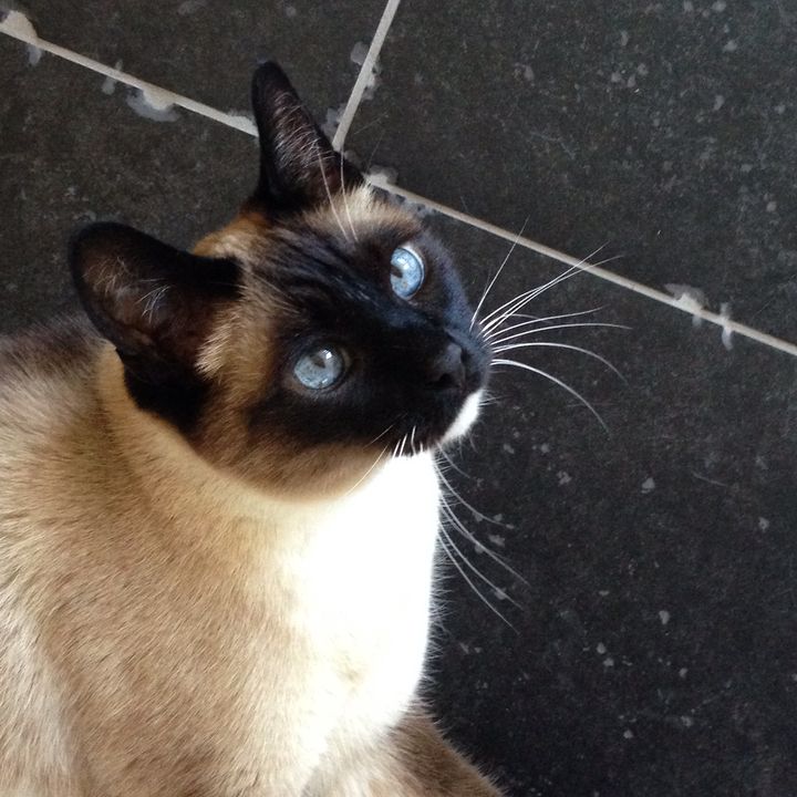 emiel.en.zo