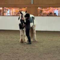 xx_horse_riding.x