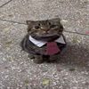 @catsloverr13