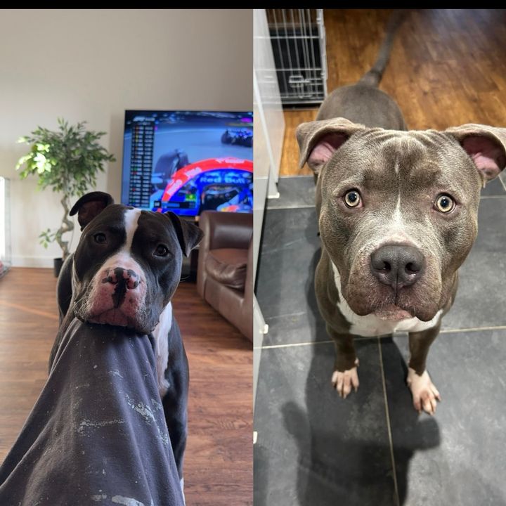aceandenzo