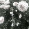 s0ap_tester