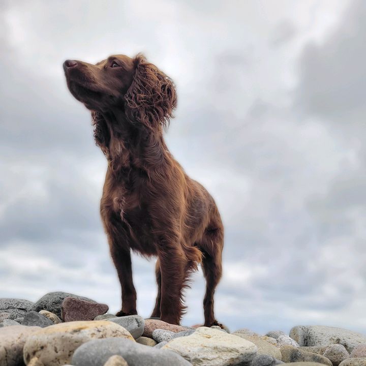 @simplyanimalsdogtraining