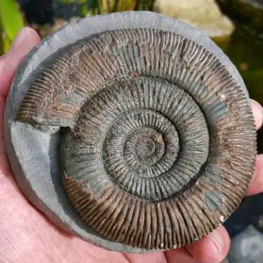 allaboutthefossils