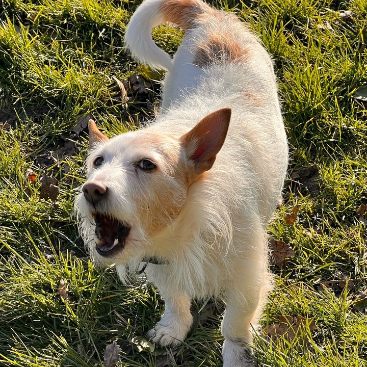 alfie.the.dog91