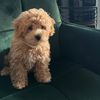 dinothemaltipoo