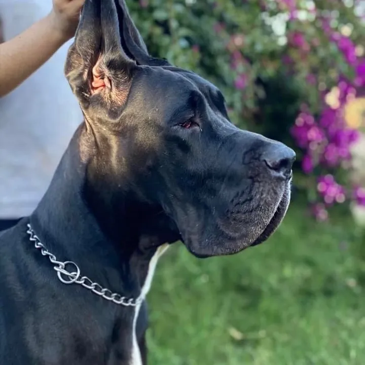 dogosdelmadog