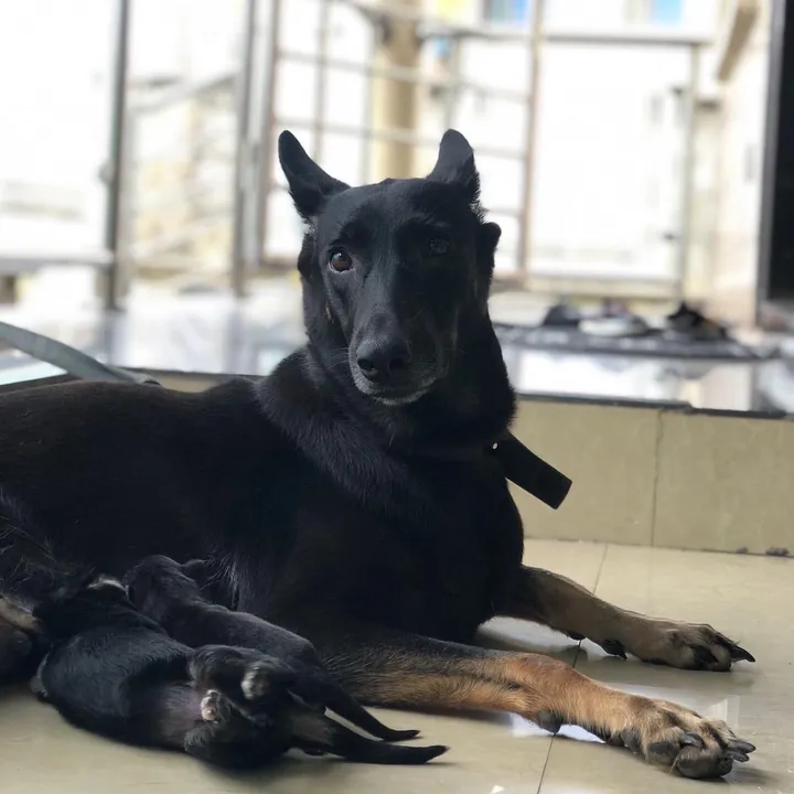 mothersheila_dogtv
