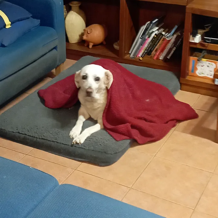 perritos.sal