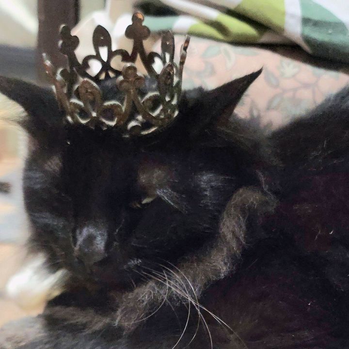 crazycatme