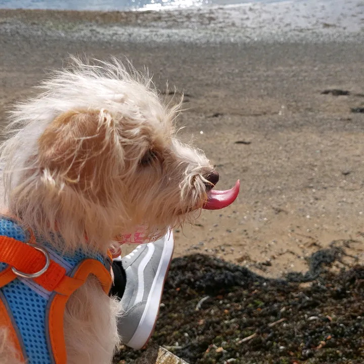 pixiepup6