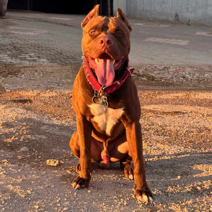 pitbull.rednose.tr