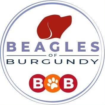 beaglesofburgundy
