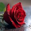 786.w.parveen
