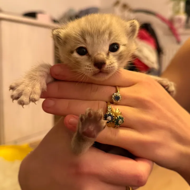 bailey_bengalcat