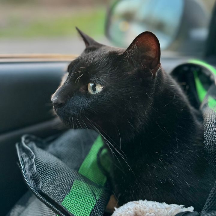 kelthekitty