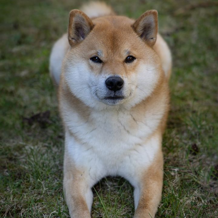 yoshi.doggyhood